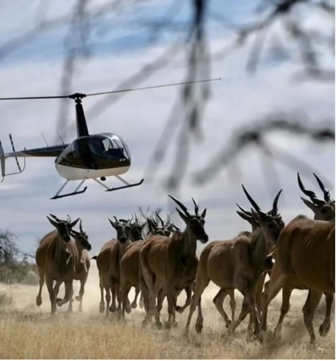 Robinson R44
